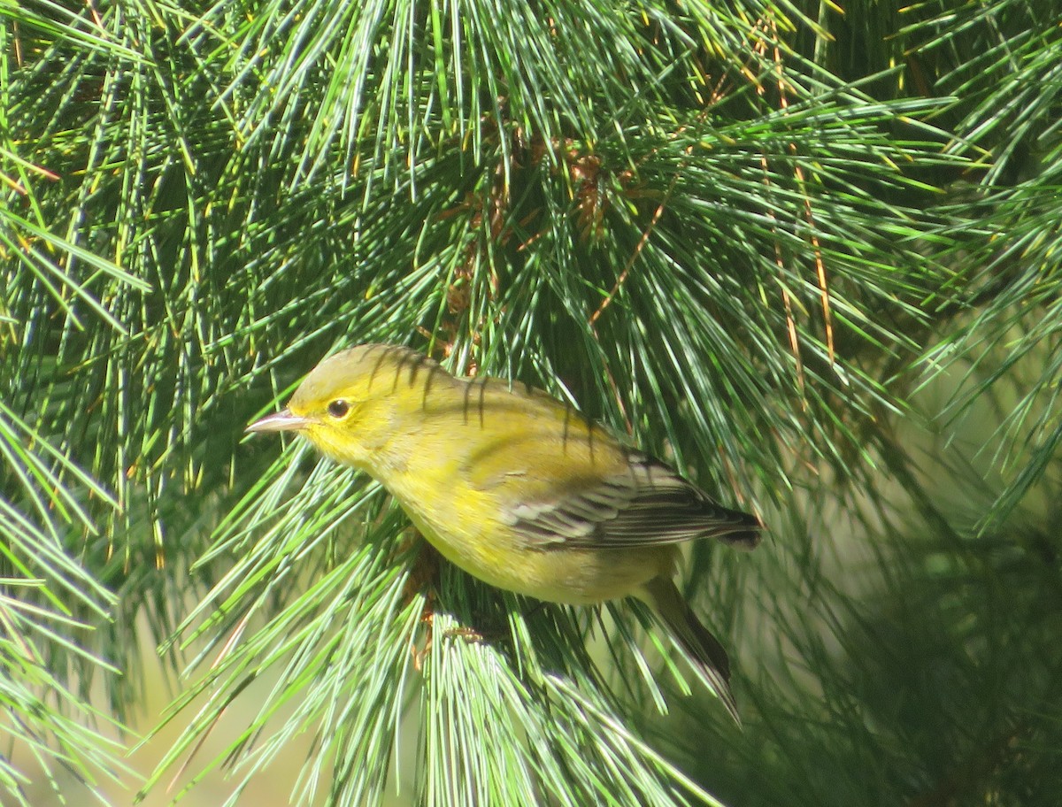Pine Warbler - ML486825431