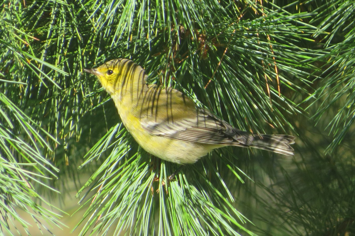 Pine Warbler - ML486825441