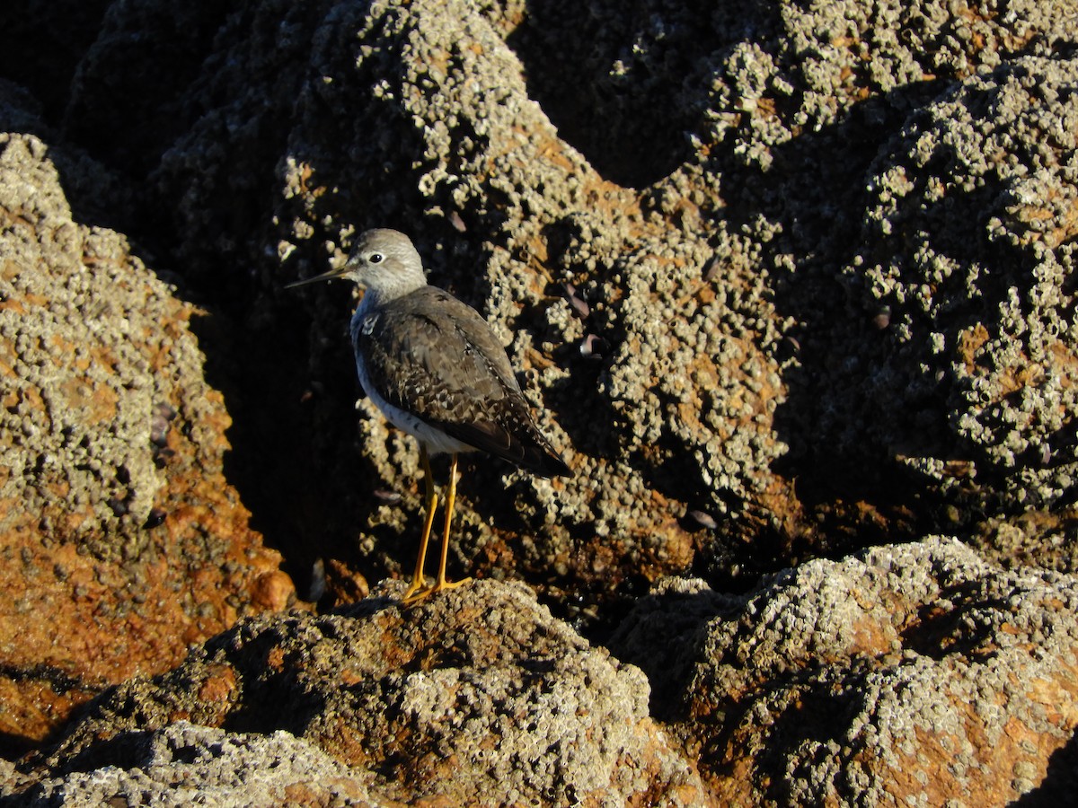 Lesser Yellowlegs - ML486825751