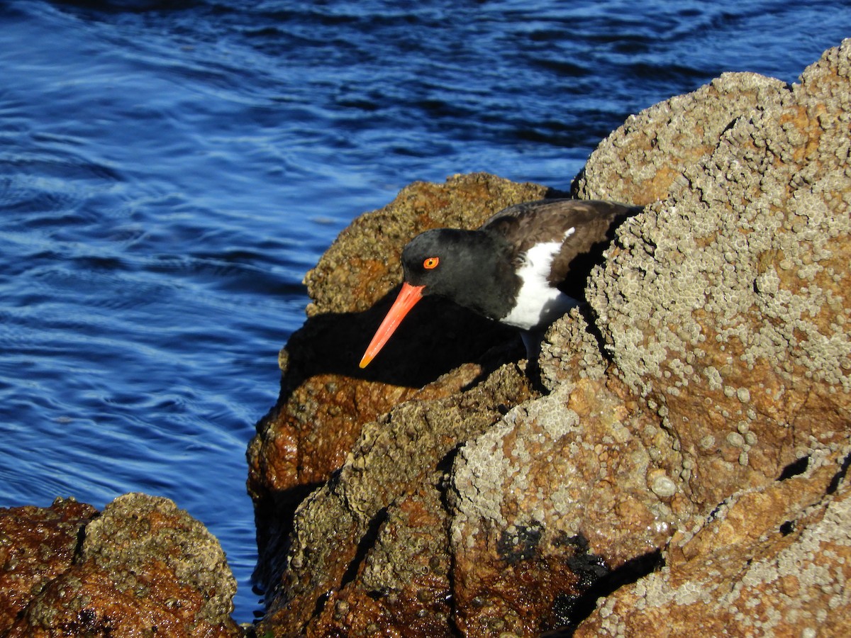 American Oystercatcher - ML486825831