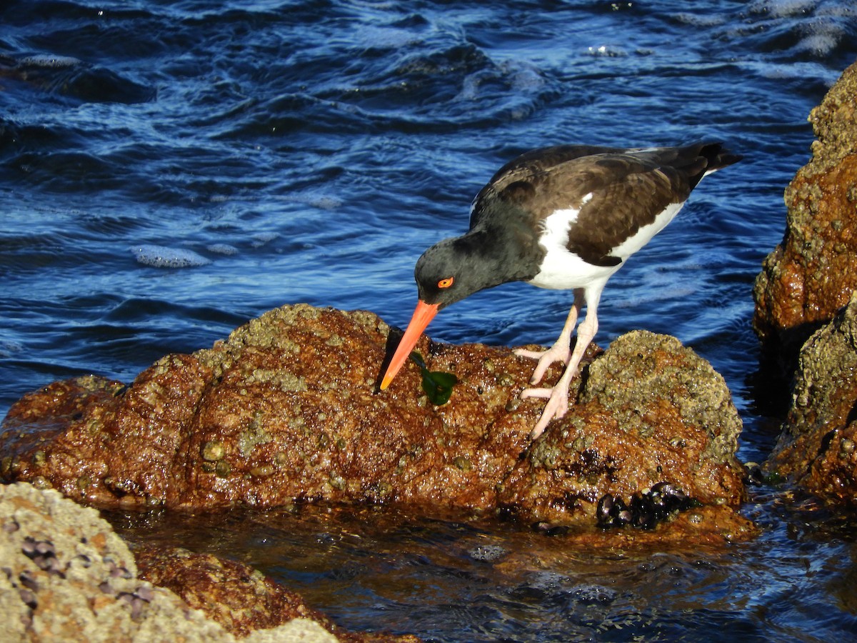 American Oystercatcher - ML486825941