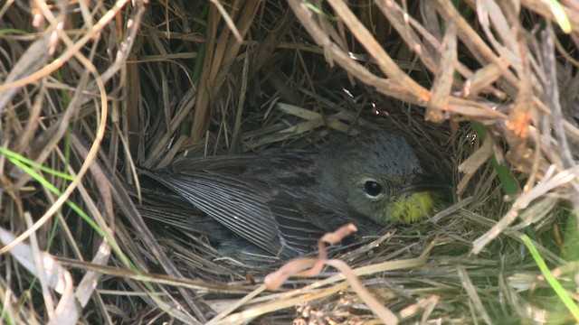 Kirtland's Warbler - ML486826