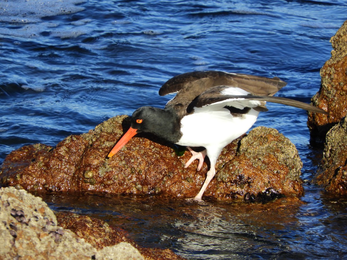 American Oystercatcher - ML486826011