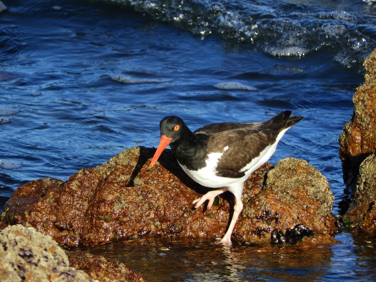 American Oystercatcher - ML486826081