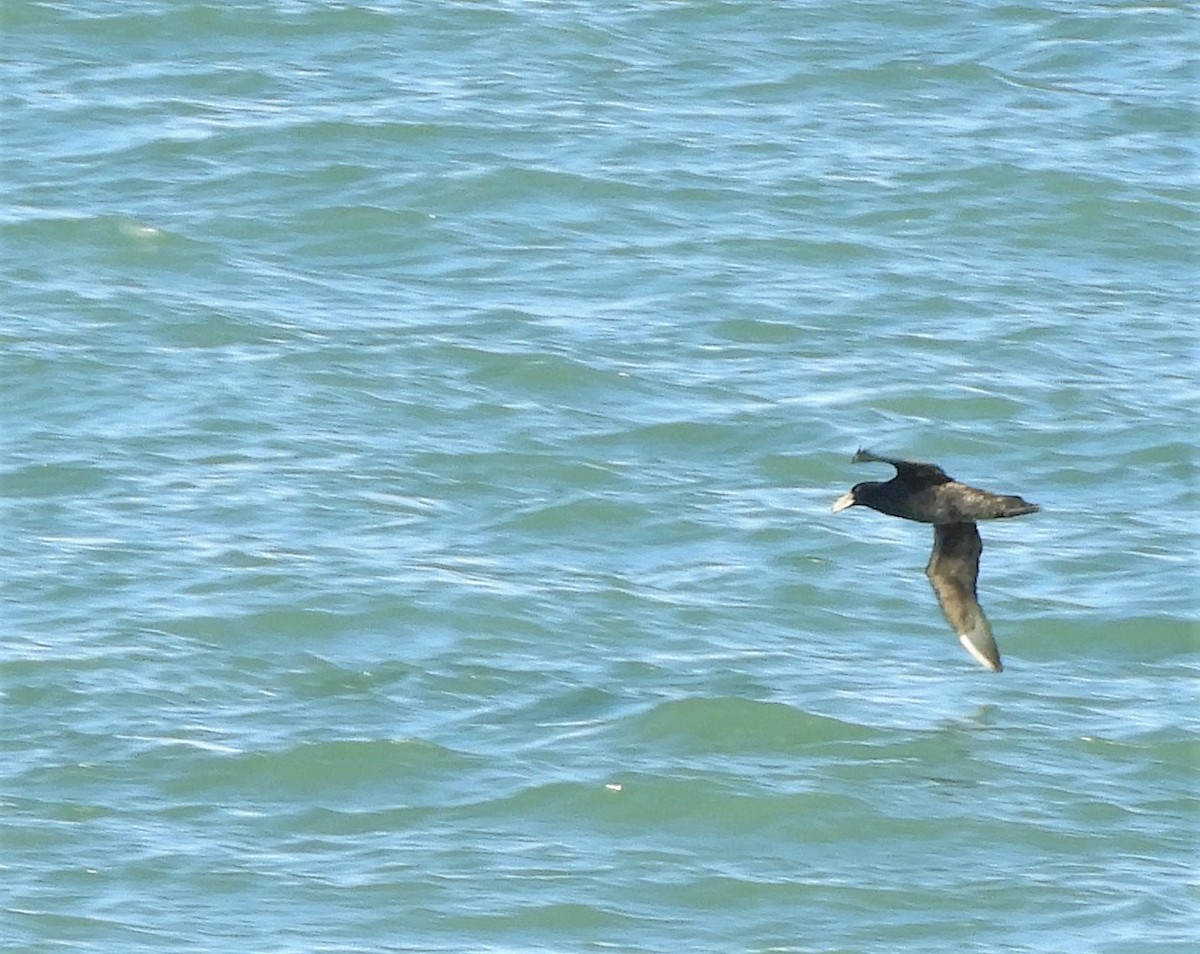 Southern Giant-Petrel - ML486826531