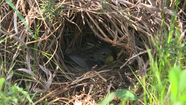 Kirtland's Warbler - ML486827