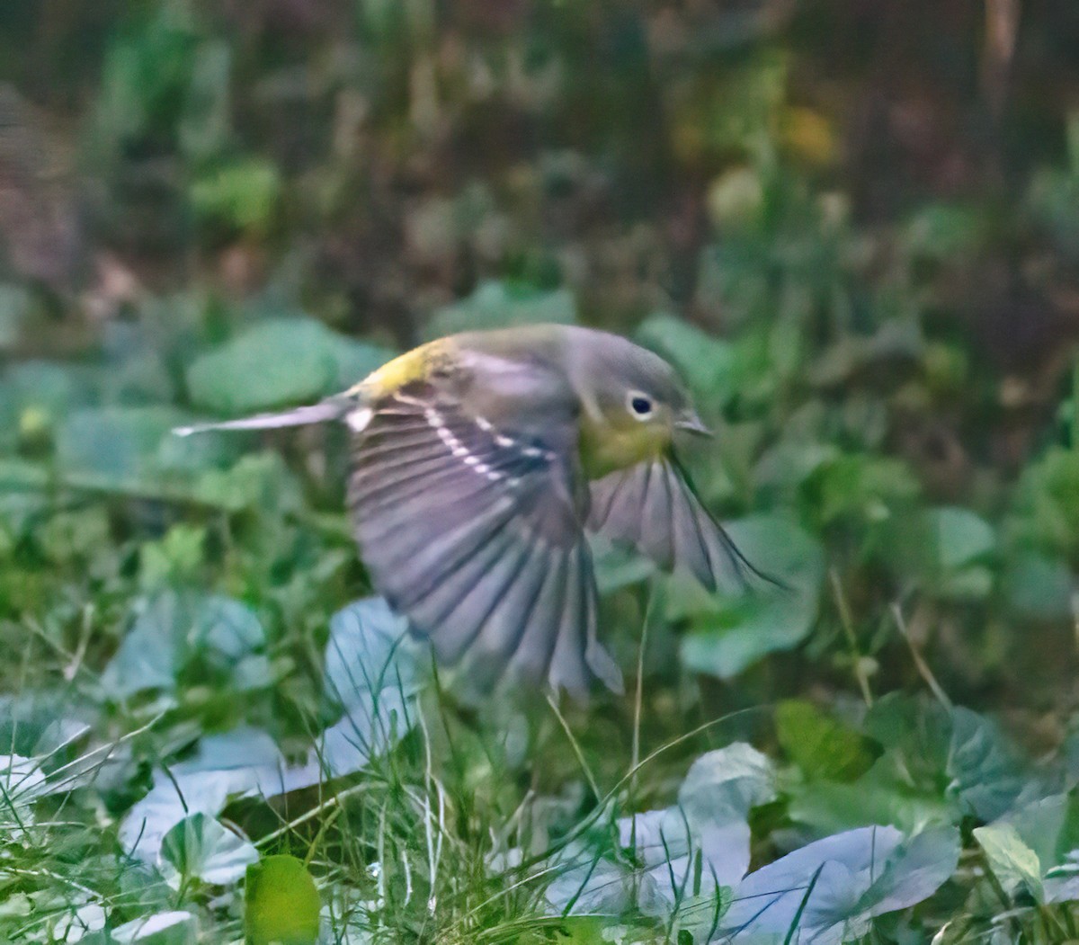 Magnolia Warbler - Scott Murphy