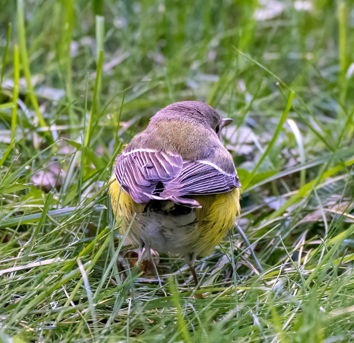 Magnolia Warbler - Scott Murphy