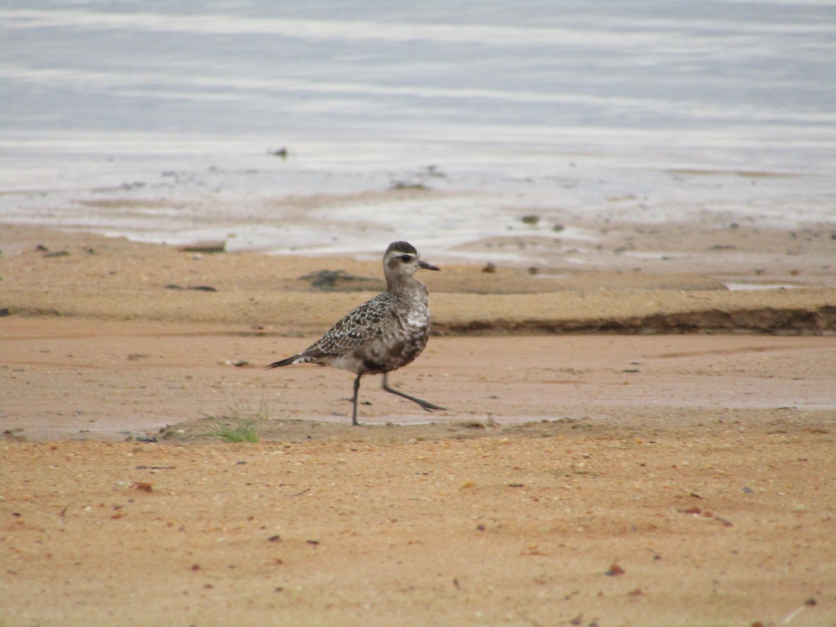 American Golden-Plover - ML486829881