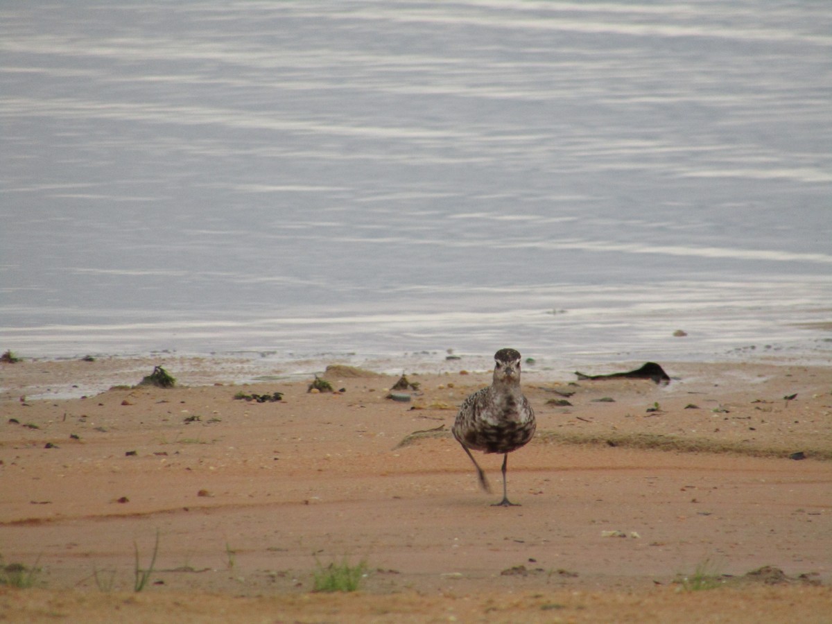 American Golden-Plover - ML486829901