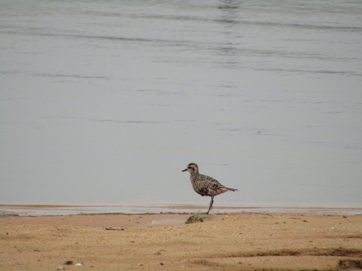 American Golden-Plover - ML486829911