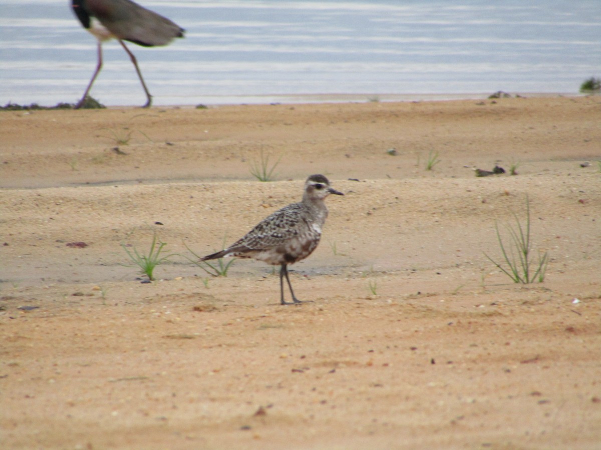 American Golden-Plover - ML486829931