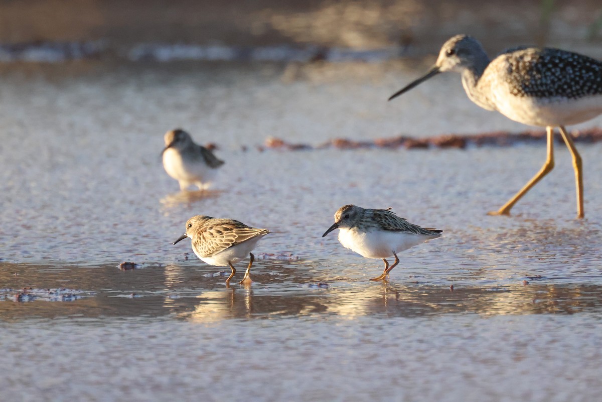 Least Sandpiper - ML486830261