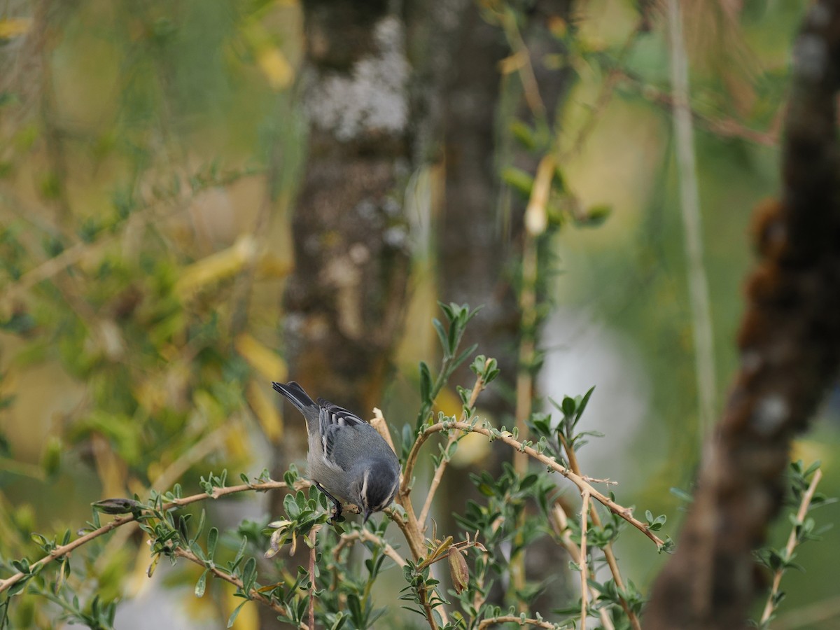 Cinereous Conebill - ML486830951