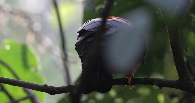 Andean Cock-of-the-rock - ML486831