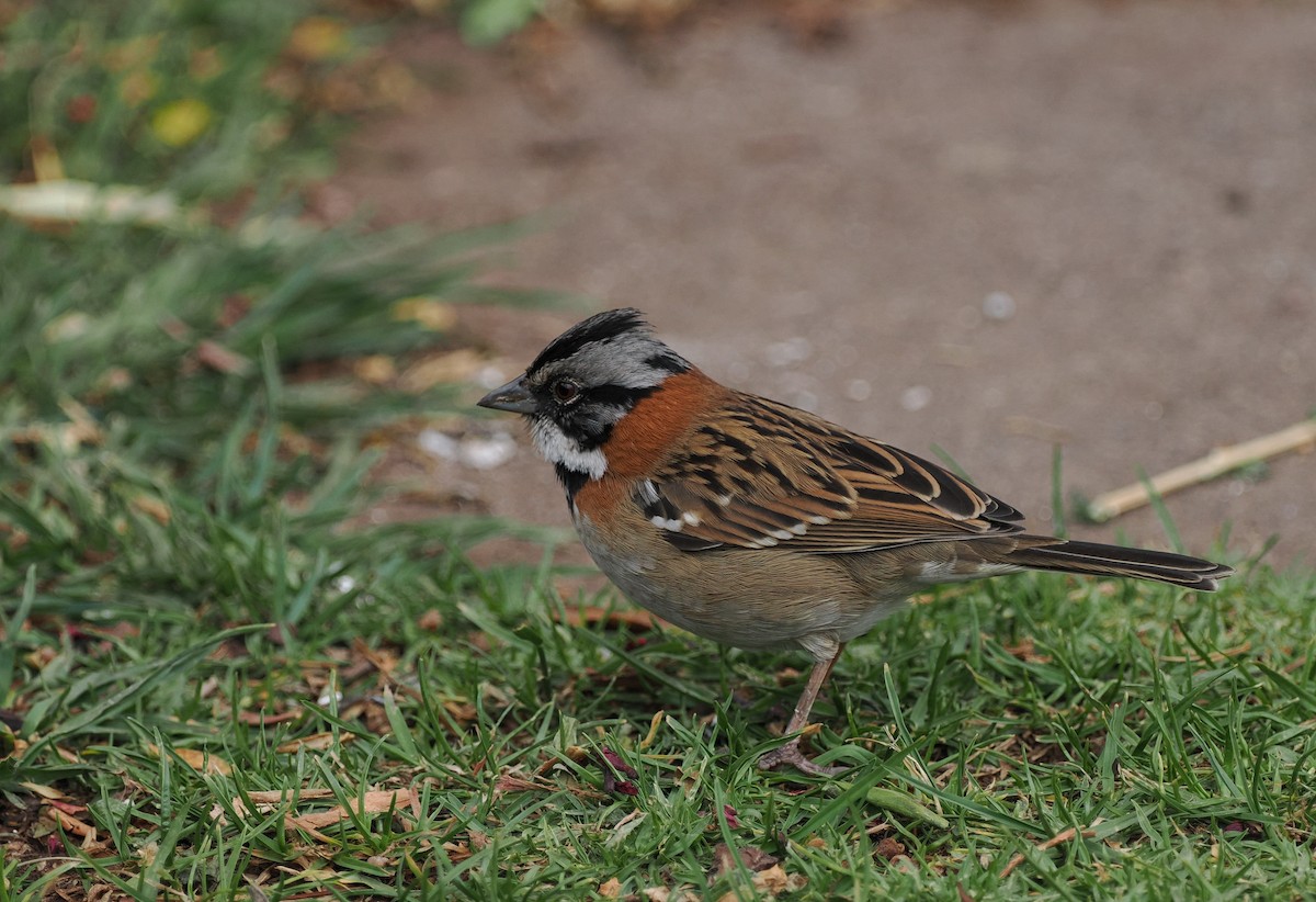 Rufous-collared Sparrow - ML486831141