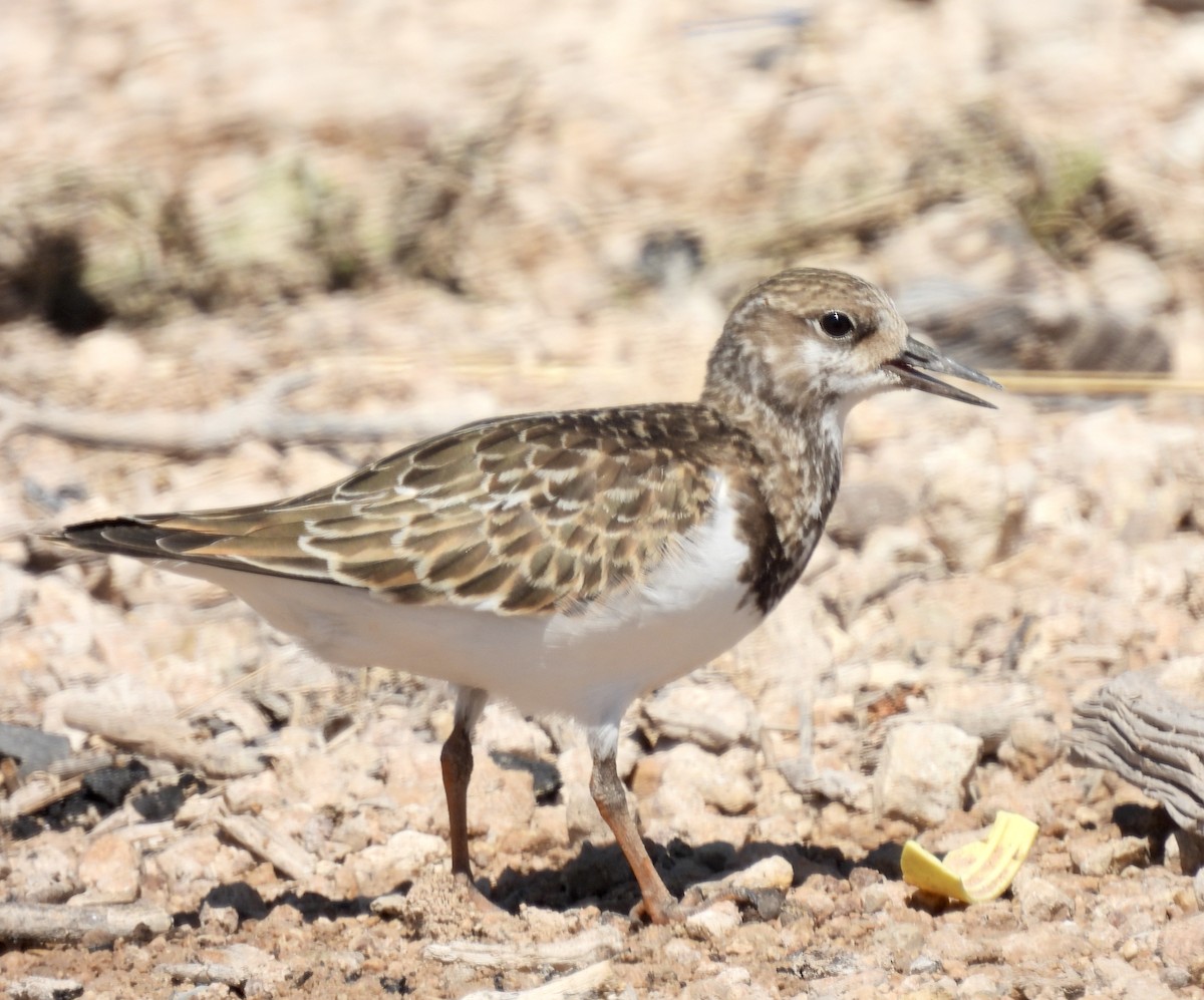 Ruddy Turnstone - ML486831291