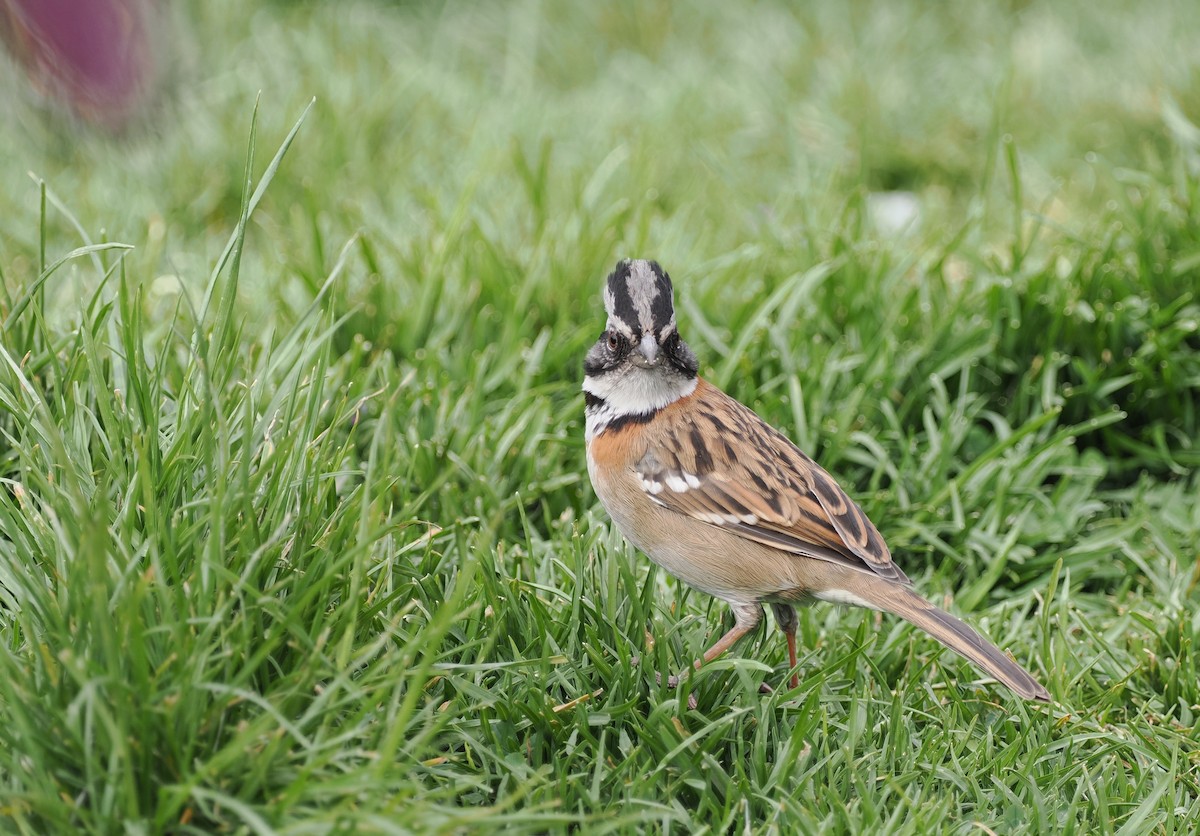 Rufous-collared Sparrow - ML486831511