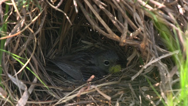 Kirtland's Warbler - ML486832