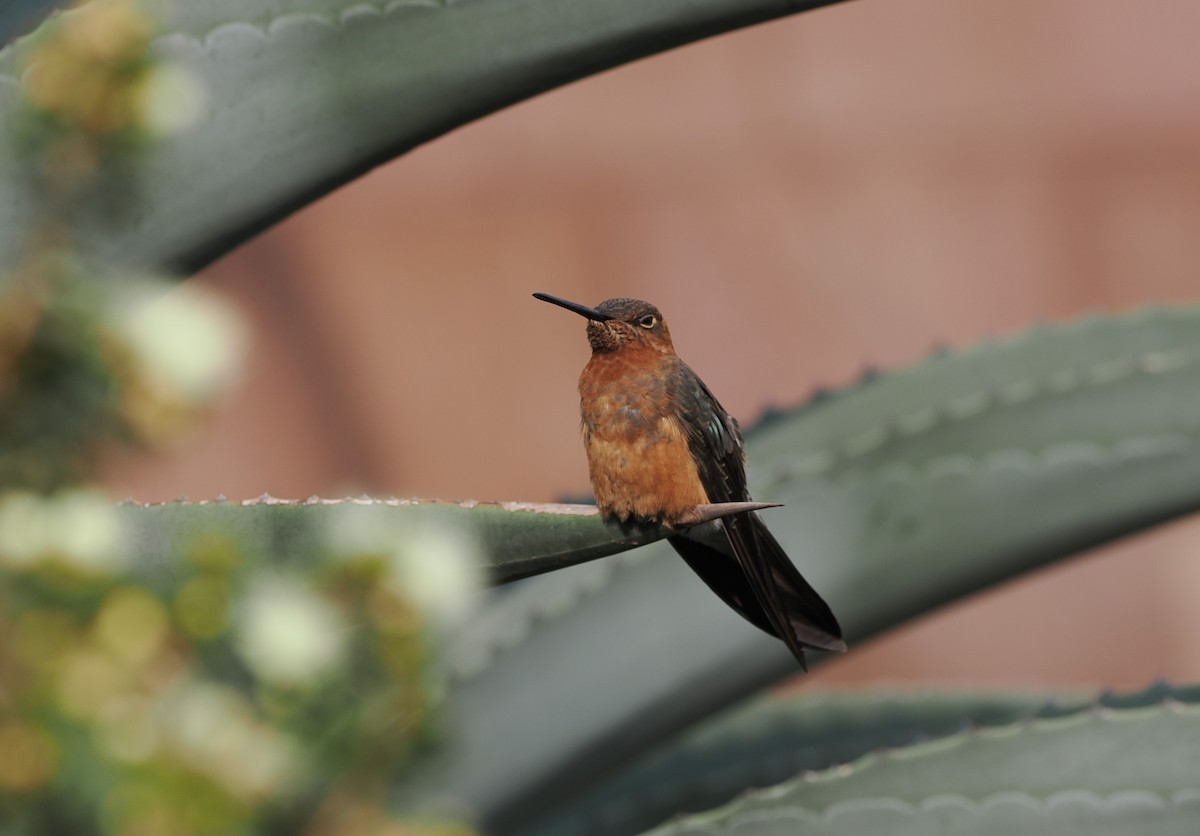 Colibri géant - ML486832431