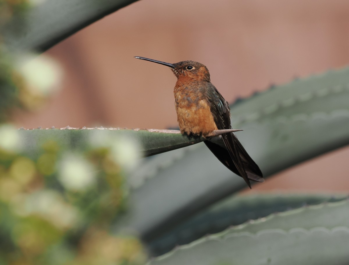 Colibri géant - ML486832441