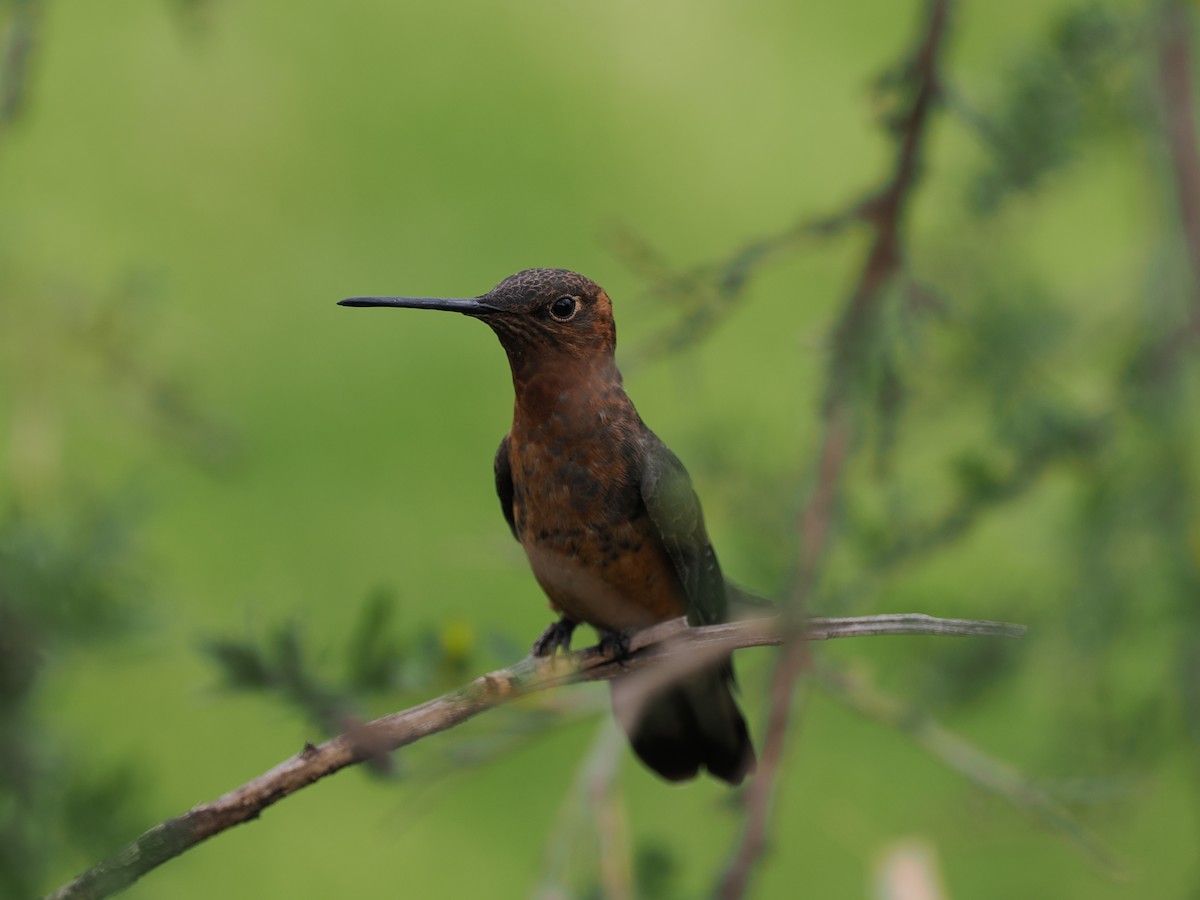 Giant Hummingbird - ML486832961