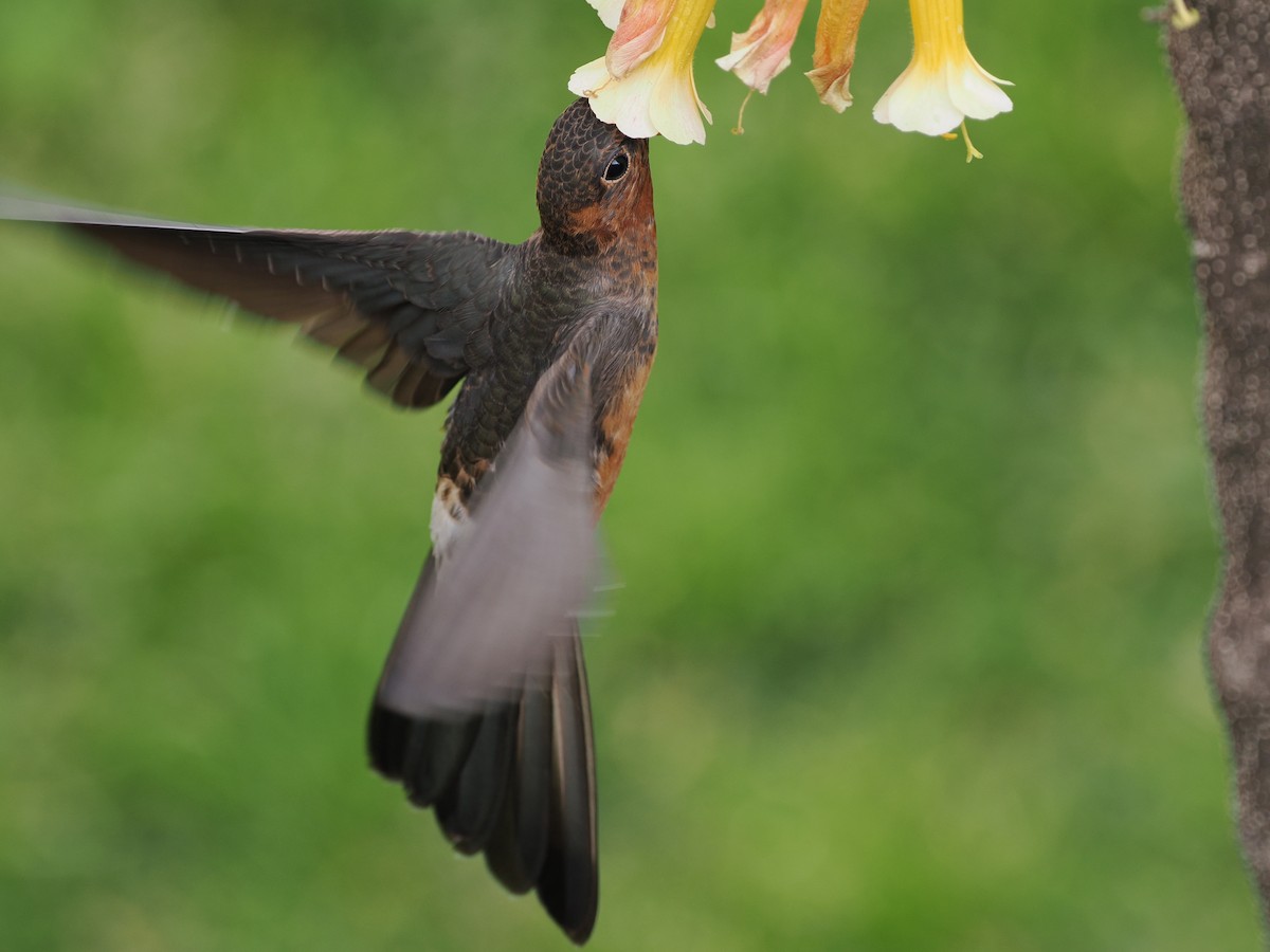 Colibri géant - ML486832981