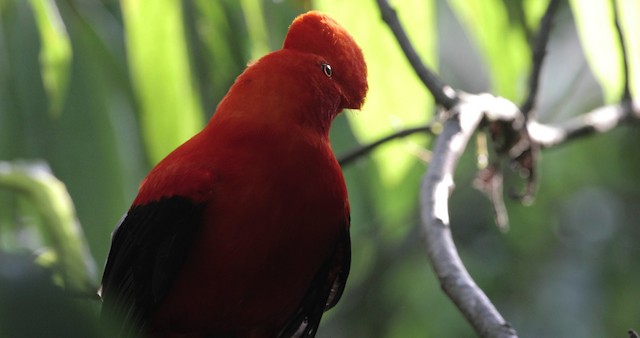 Andean Cock-of-the-rock - ML486834