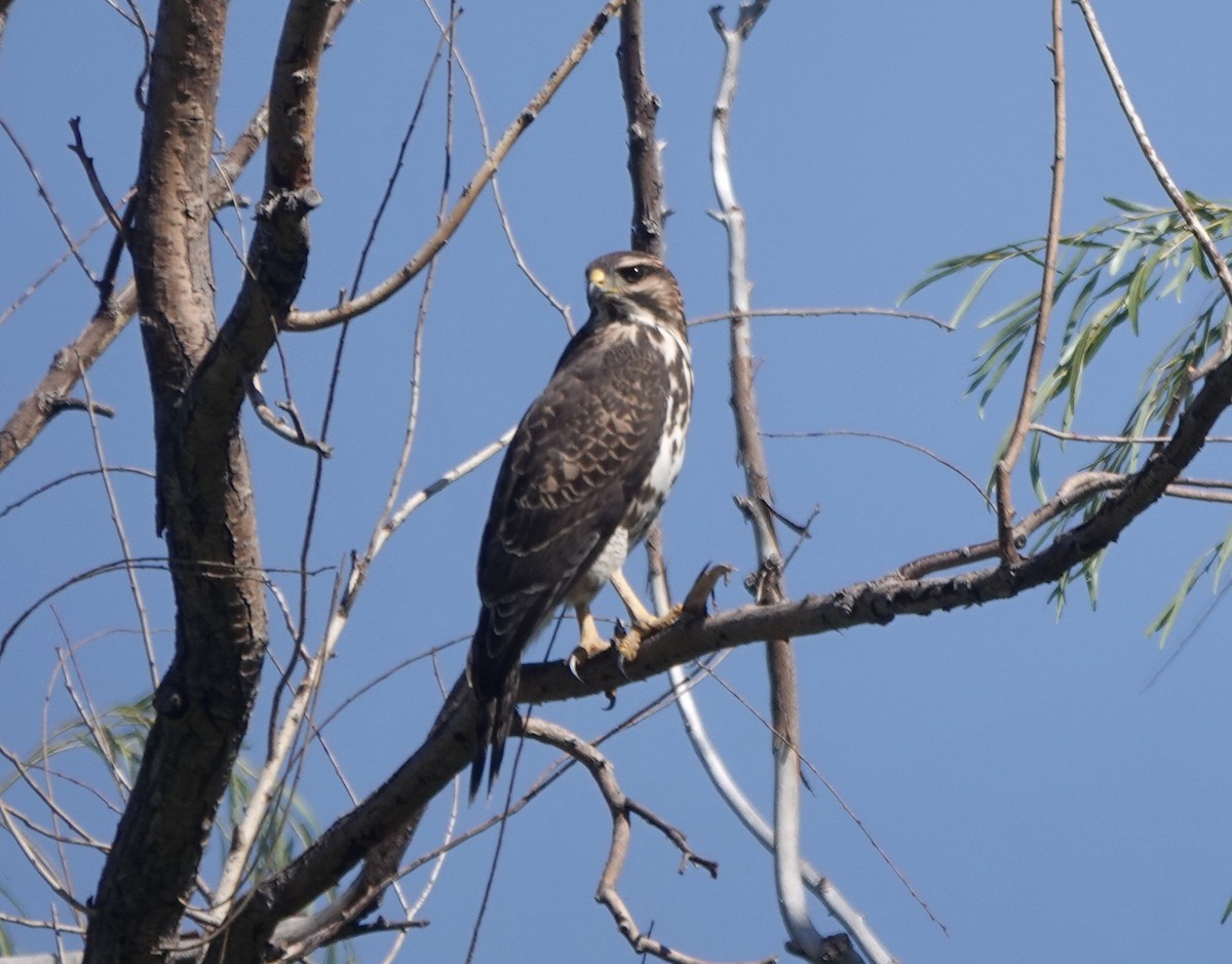 Gray Hawk - ML486834681