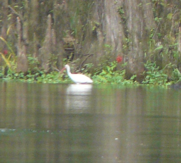 White Ibis - ML486834951