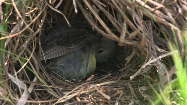 Kirtland's Warbler - ML486835