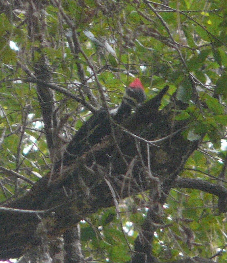 Pileated Woodpecker - ML486835031