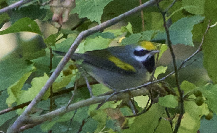 Golden-winged Warbler - Abby Sesselberg