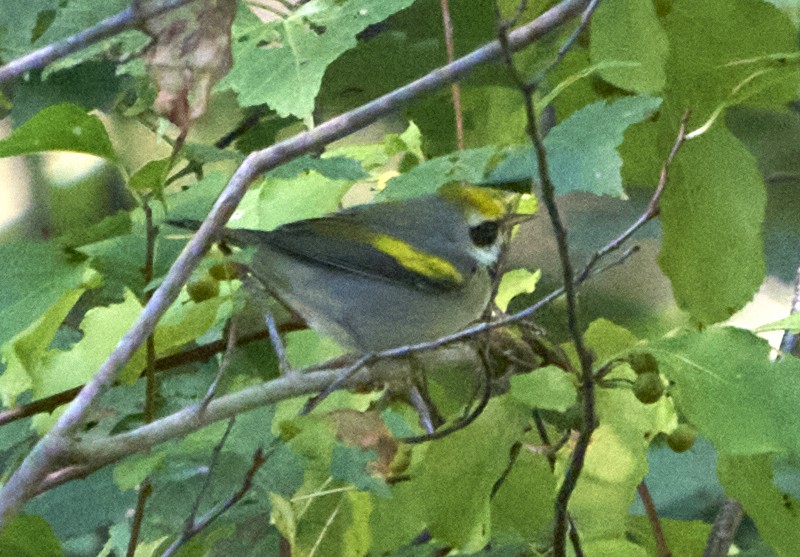 Golden-winged Warbler - ML486835931