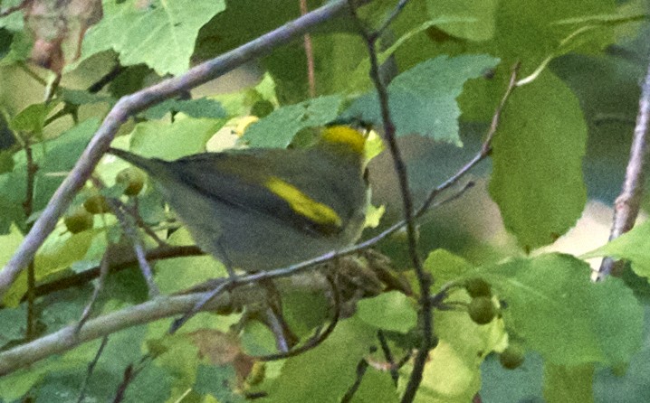 Golden-winged Warbler - ML486835941