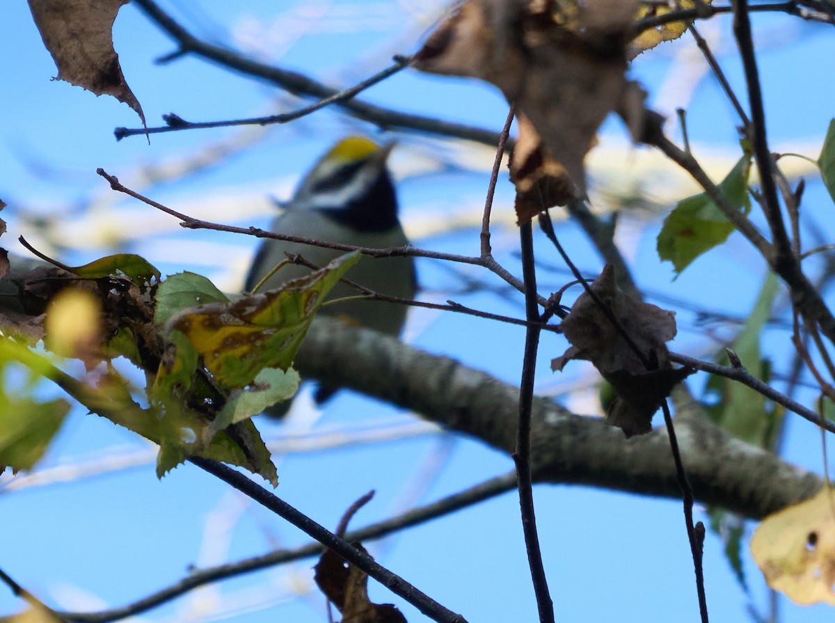 Goldflügel-Waldsänger - ML486835951