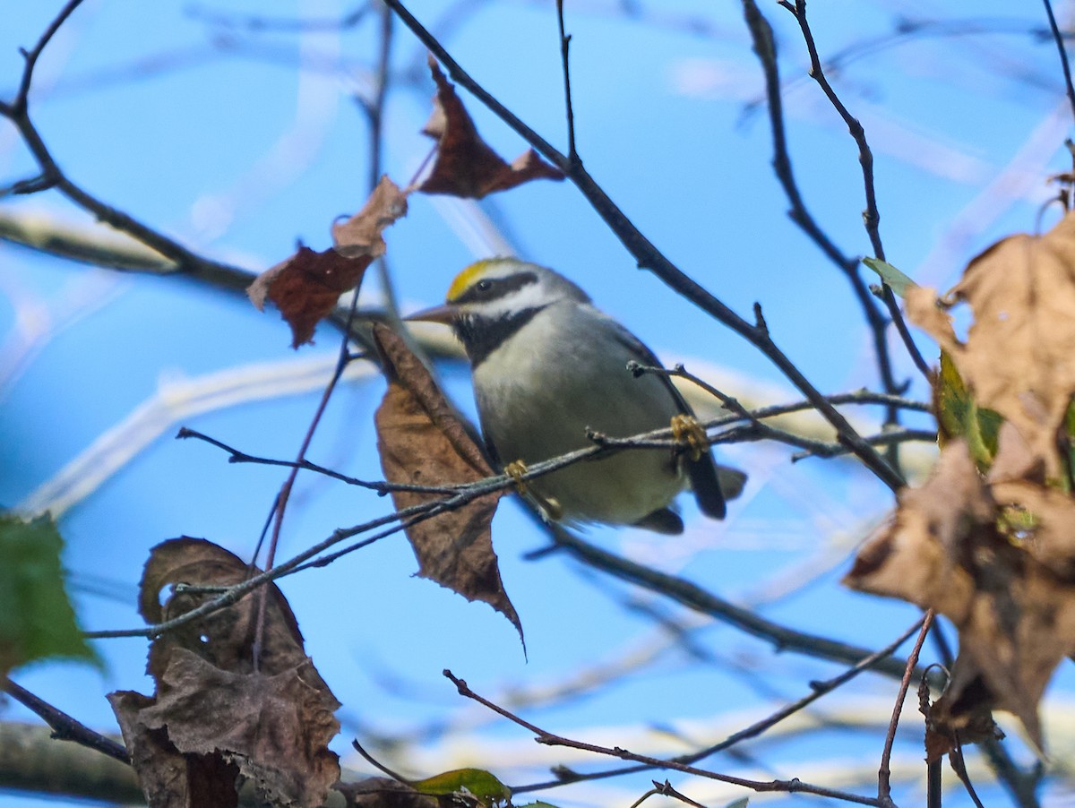 Golden-winged Warbler - Abby Sesselberg