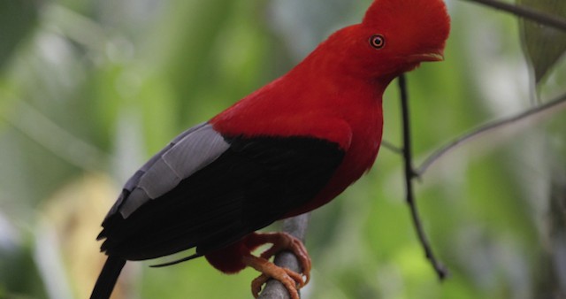 Andean Cock-of-the-rock - ML486836