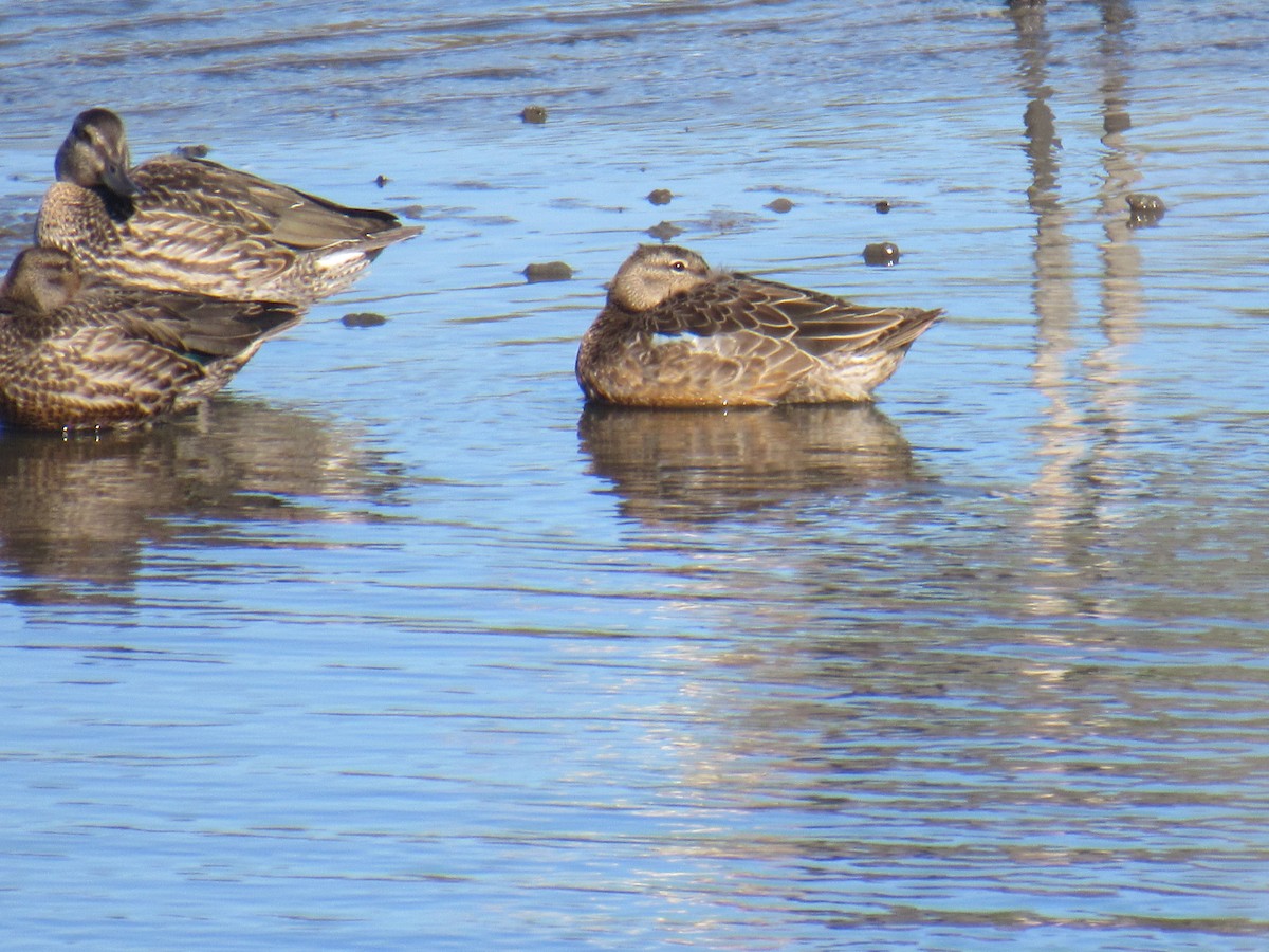 Blue-winged Teal - ML486836351