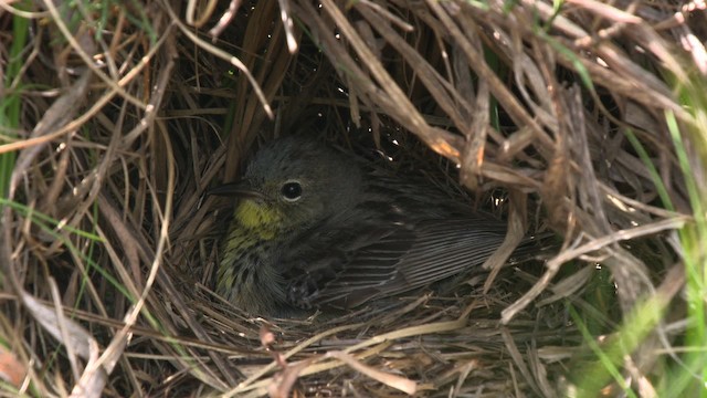 Kirtland's Warbler - ML486837