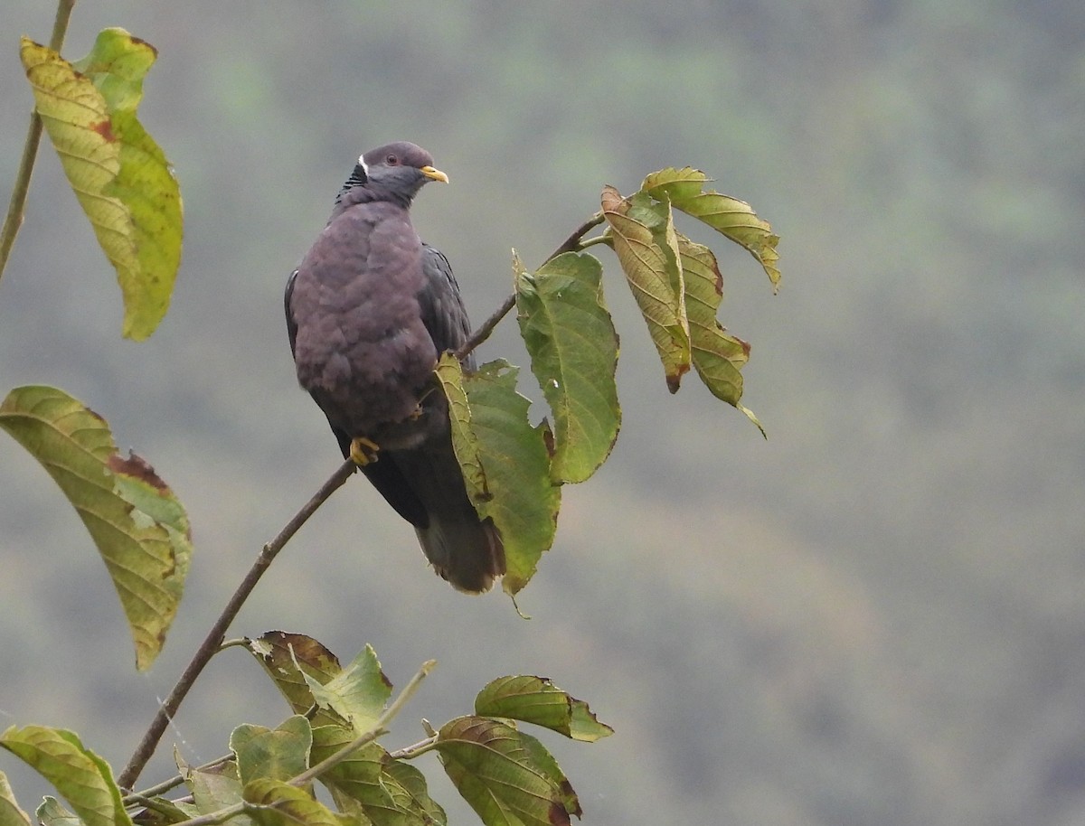 Band-tailed Pigeon - ML486837881