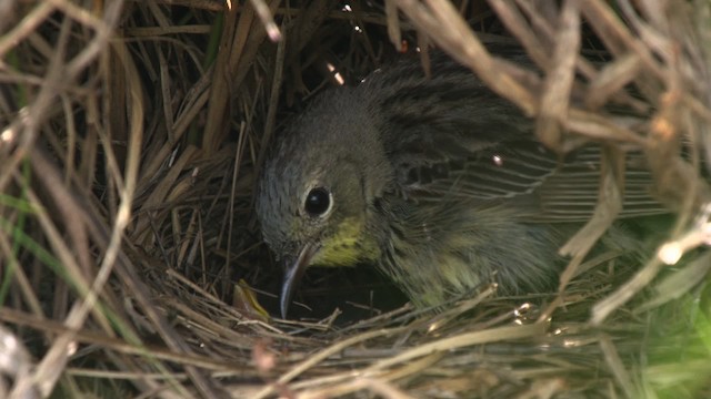 Kirtland's Warbler - ML486839