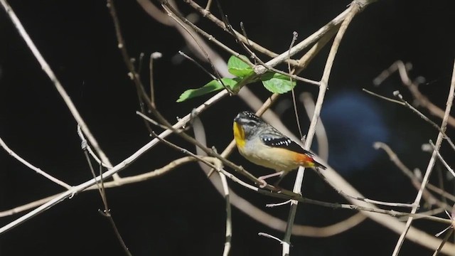 Pardalote pointillé - ML486839661