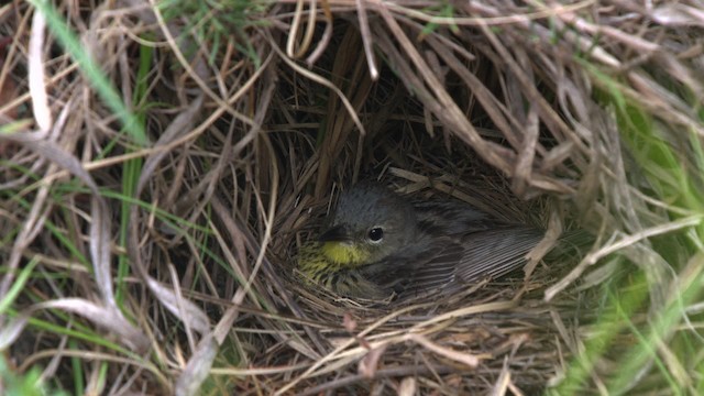 Kirtland's Warbler - ML486840