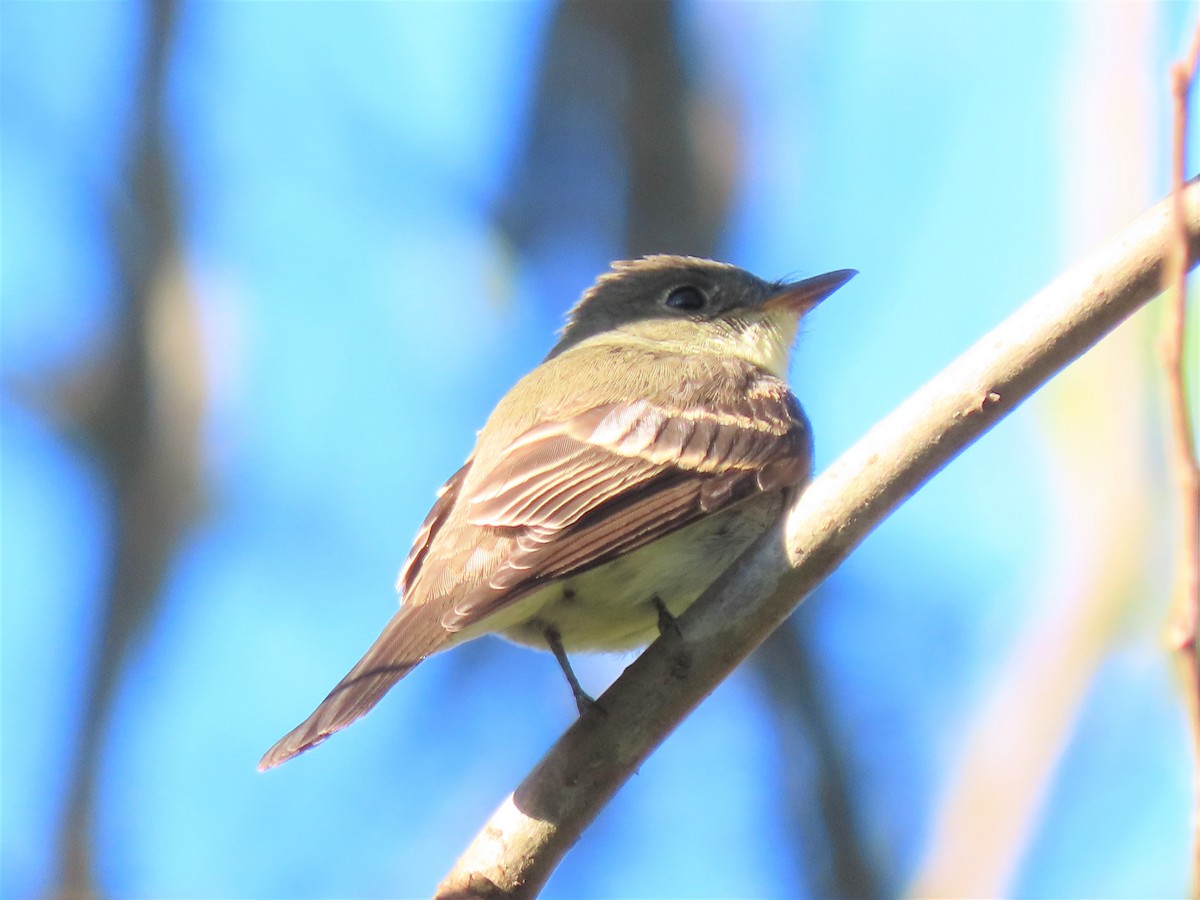 Empidonax sp. - ML486840221