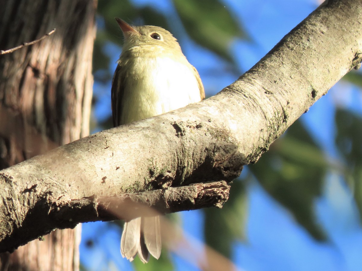 Empidonax sp. - ML486840231