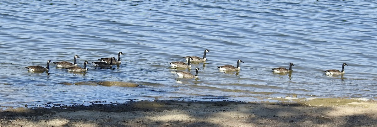 Canada Goose - ML486840461