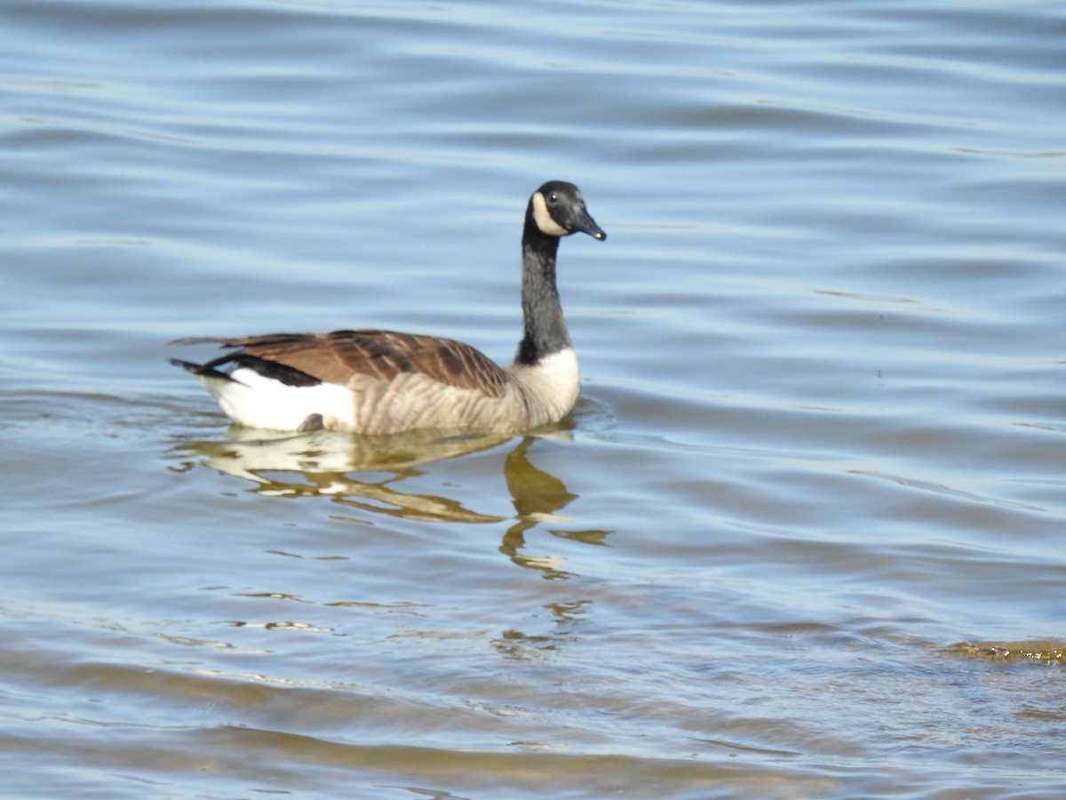 Canada Goose - ML486840471