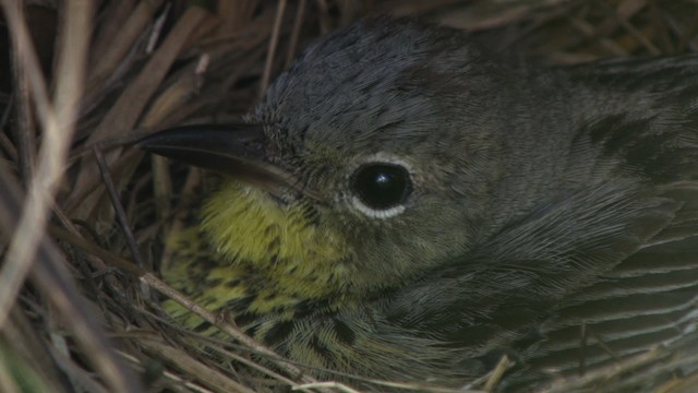 Kirtland's Warbler - ML486841