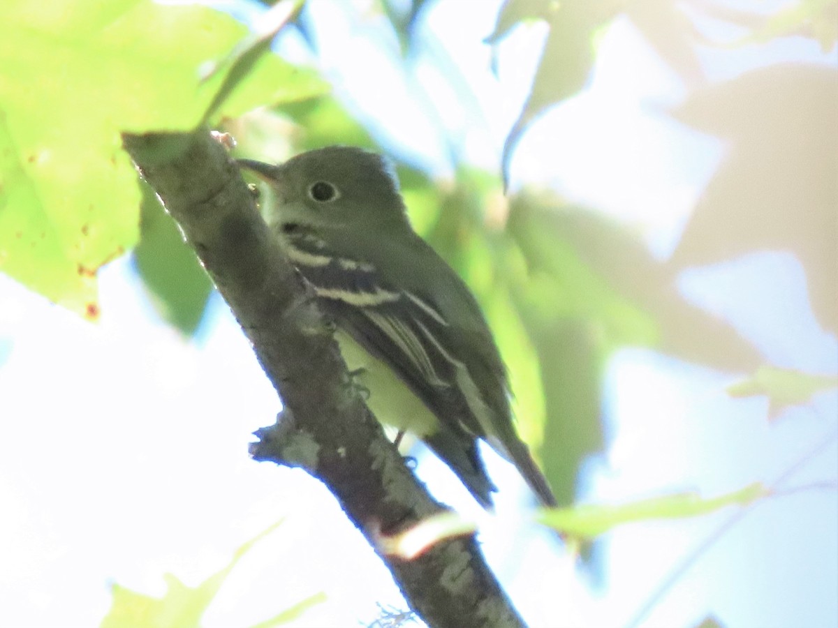 Empidonax sp. - ML486841291